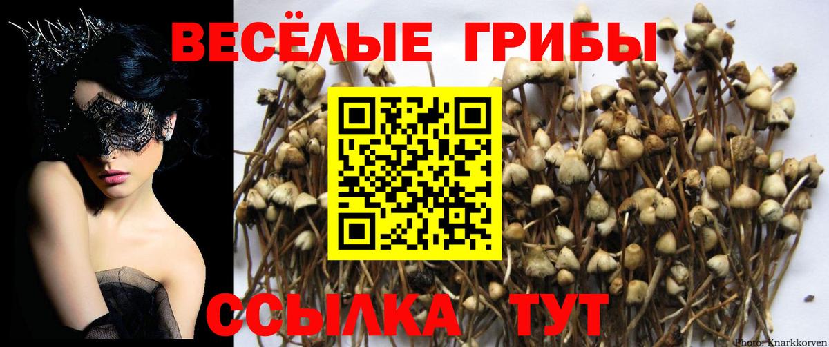 Псилоцибиновые грибы GOLDEN TEACHER Великий Новгород